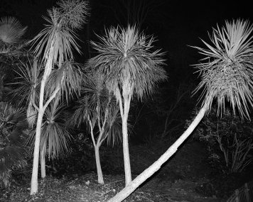 Mojmír Bureš / Proces