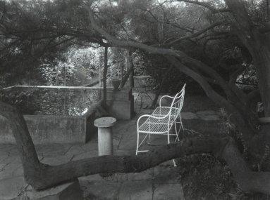 J.Sudek_Bez názvu, z cyklu Kouzelná zahrádka,1954-1961