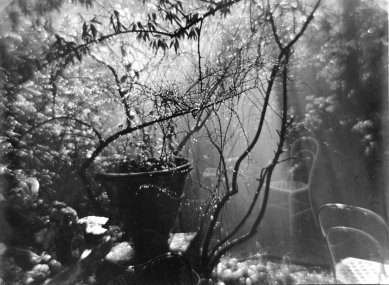 J.Sudek_Kouzelná zahrádka za letní přeháňky_1954-59